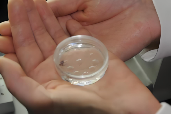 胚胎质量好移植后着床较快