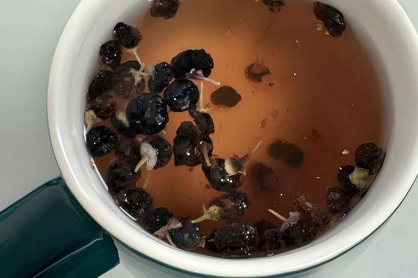 取卵后可以喝黑枸杞泡水