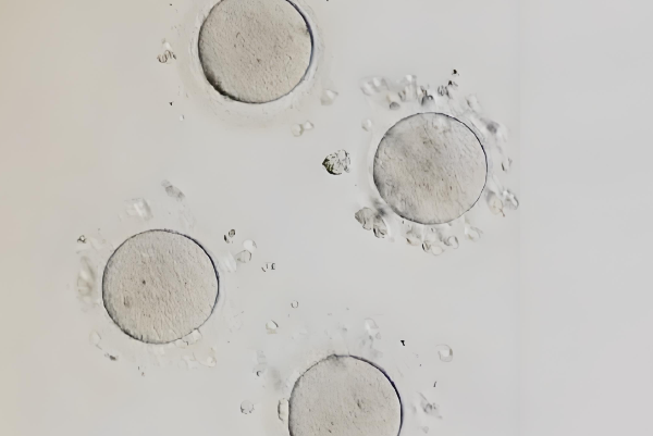 卵泡≤5mm可开始促排