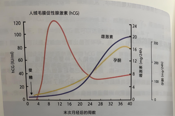 孕初期hcg上升较快