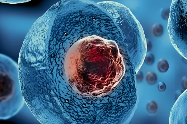 囊胚移植4天后著床開始