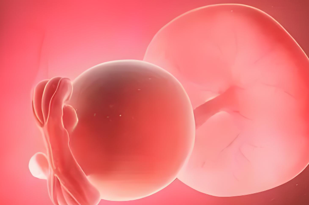 胚胎移植后会先游离几天